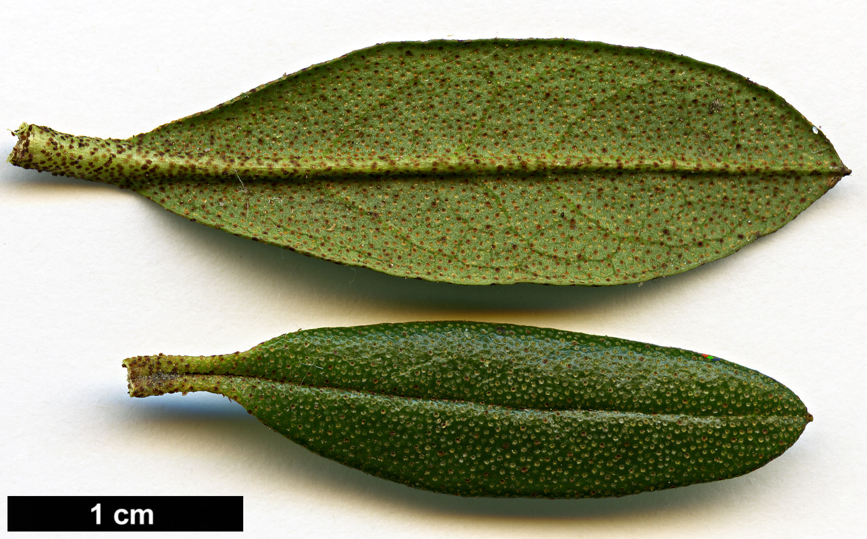 High resolution image: Family: Ericaceae - Genus: Rhododendron - Taxon: russatum - SpeciesSub: 'Collingwood Ingram'